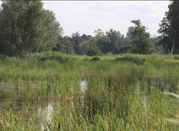 Natuurbeheerplannen