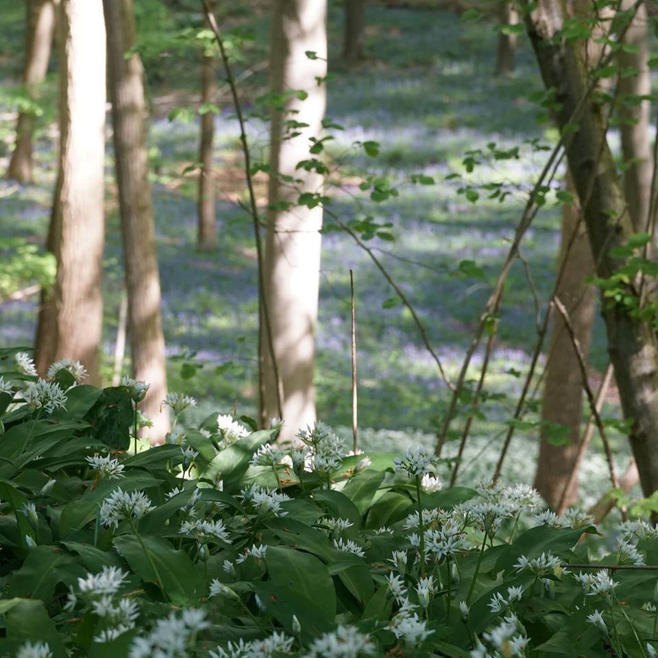 Voorjaarsflora in bloei