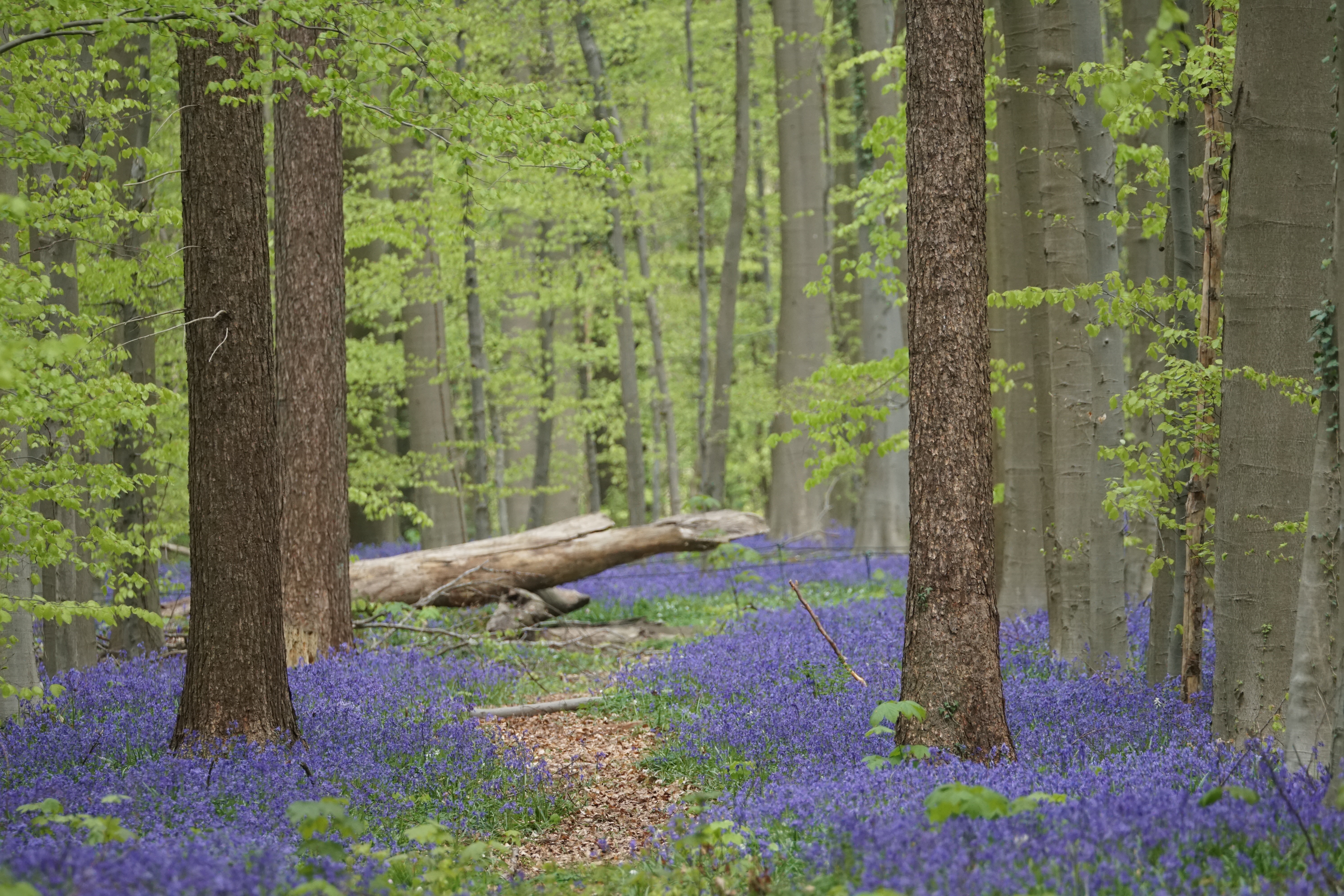 Natuurbeheerplan